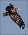 _4SB0635 immature bald eagle